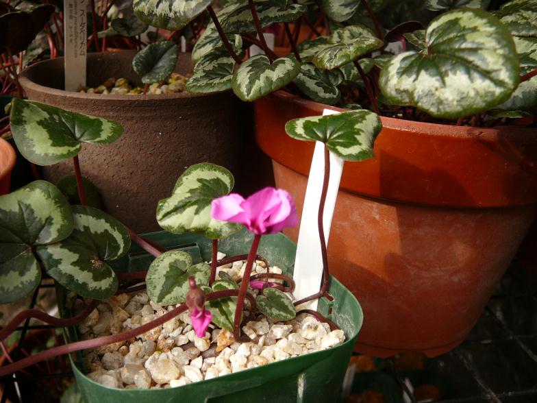 原種シクラメン コウムの二番花 Yumirinのblog