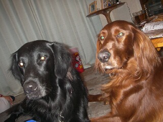 will&kai3