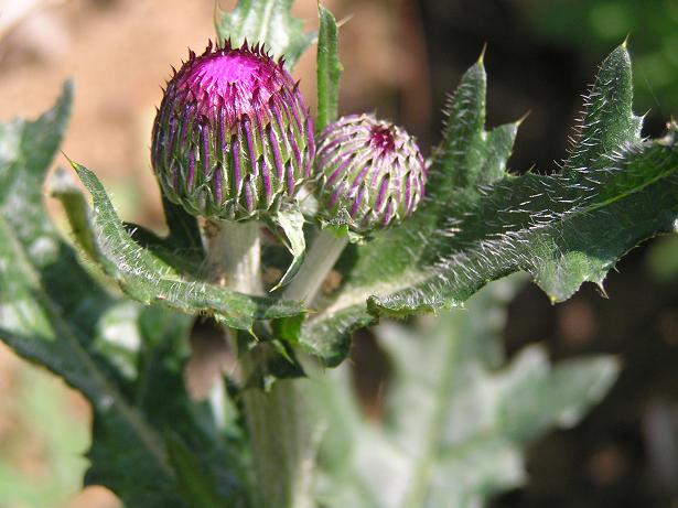 野あざみ 蕾立つ 風月記
