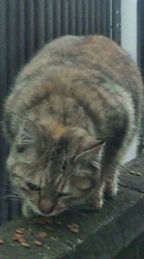20110217_nuko