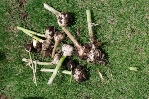 KP018394_