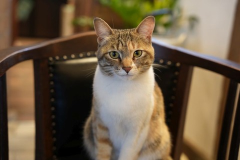 DSC04168