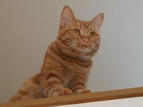ameneko