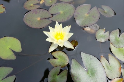 DSCF1050
