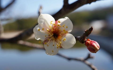 ume02