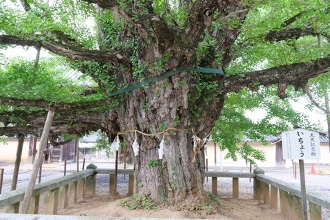 DSCF3906