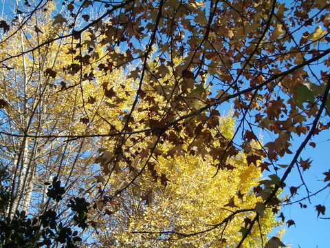 DSCF1541