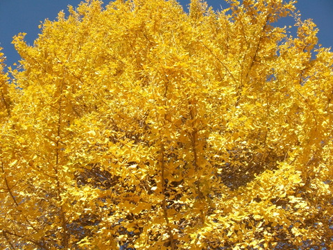 DSCF1531