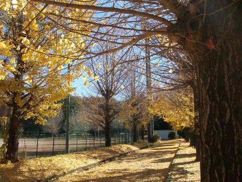 DSCF1535