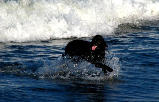 海水浴犬