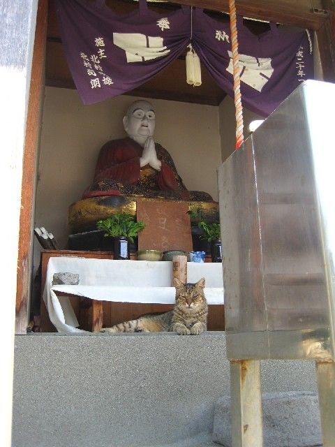 江の4