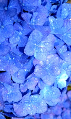 鎌倉 広町緑地のホタル 再度観察 銭湯と路地裏散歩な日々