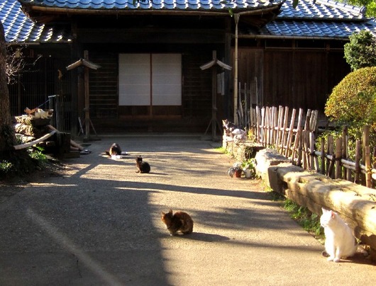 猫教会1