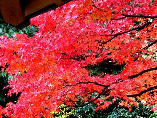 紅葉2