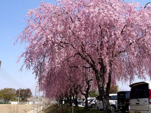 枝垂れ桜01