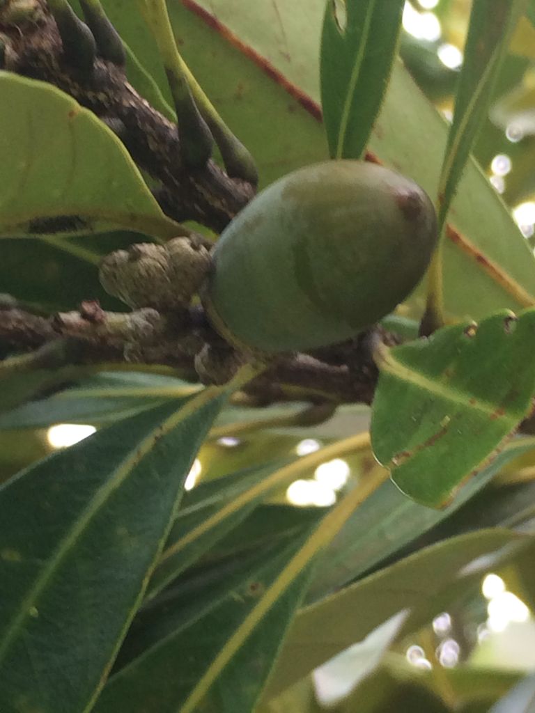 沖縄で見られるドングリの一種 マテバシイ 詩と写真 旧題名 外国語散策