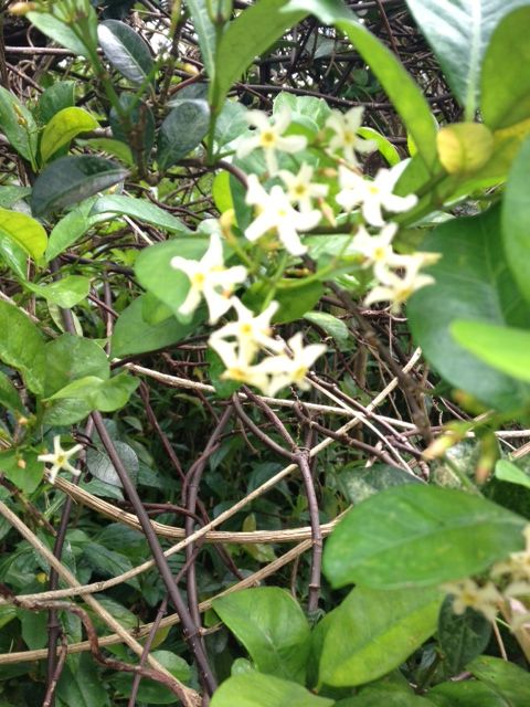 オキナワテイカカズラ 種 実 花 詩と写真 旧題名 外国語散策 オキナワテイカカズラ 種 実 花 詩と写真 旧題名 外国語散策