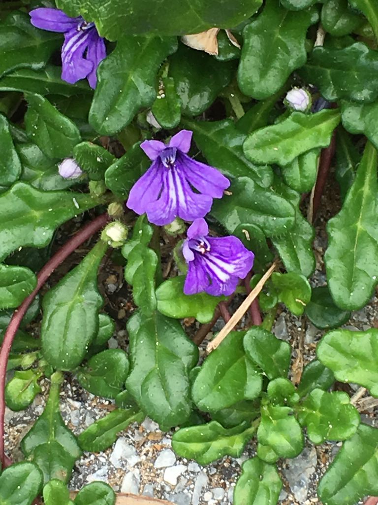 キランソウとヒメキランソウ 詩と写真 旧題名 外国語散策