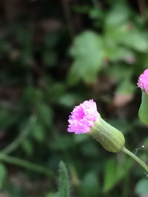 ウスベニニガナ 紫色の小さい綺麗な花 詩と写真 旧題名 外国語散策 ウスベニニガナ 紫色の小さい綺麗な花 詩と写真 旧題名 外国語散策