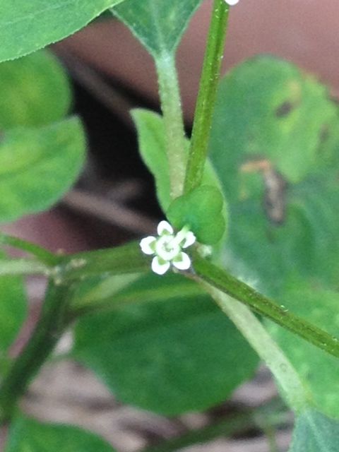 道端の花 名前を知りません 詩と写真 旧題名 外国語散策 道端の花 名前を知りません 詩と写真 旧題名 外国語散策
