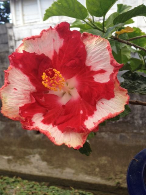 詩と写真 旧題名 外国語散策 ハイビスカス 詩と写真 旧題名 外国語散策 ハイビスカス