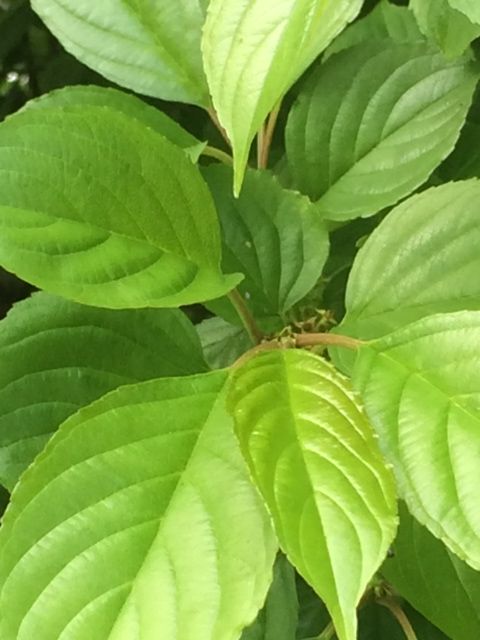 桜の葉に似た葉の木に咲く花と散った後 詩と写真 旧題名 外国語散策