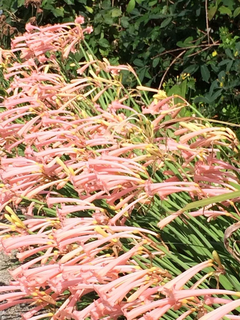 下向きに咲くピンクの花と白い花 詩と写真 旧題名 外国語散策