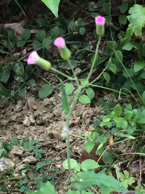 ウスベニニガナ 紫色の小さい綺麗な花 詩と写真 旧題名 外国語散策