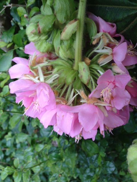 ドンベア 下向きにひた向きに咲く花 詩と写真 旧題名 外国語散策