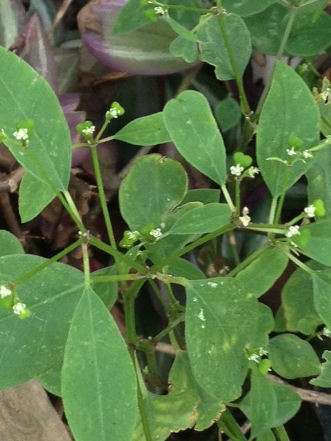 道端の花 名前を知りません 詩と写真 旧題名 外国語散策 道端の花 名前を知りません 詩と写真 旧題名 外国語散策
