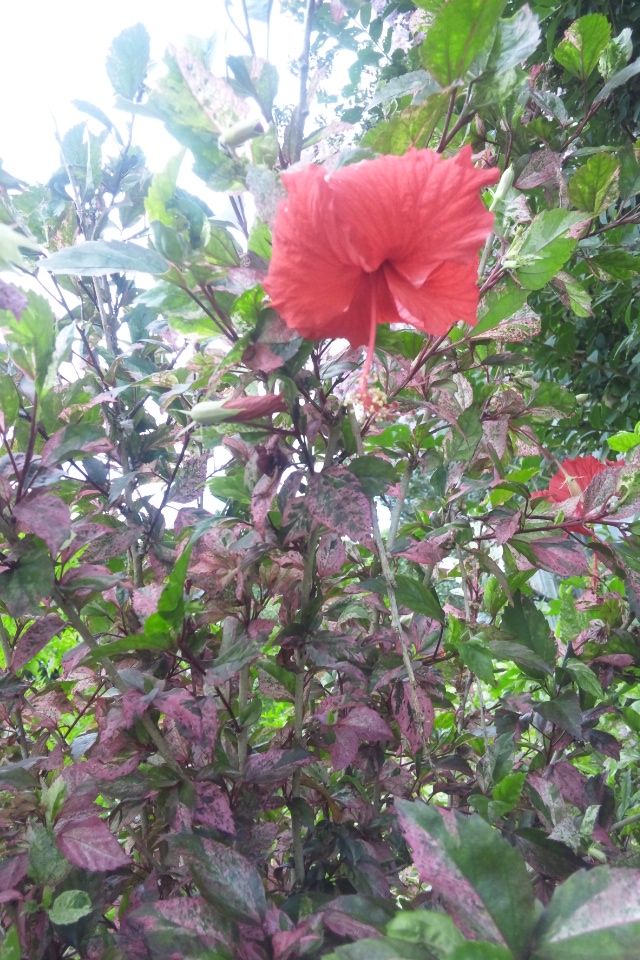 赤っぽい葉に赤い花のハイビスカス 詩と写真 旧題名 外国語散策