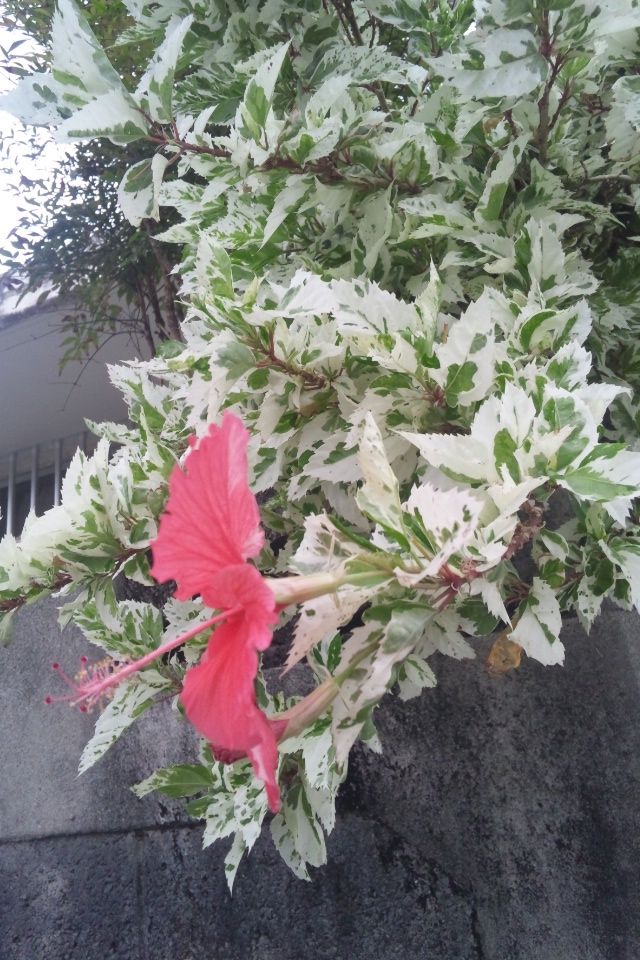 白っぽい葉と赤い花のハイビスカス 詩と写真 旧題名 外国語散策