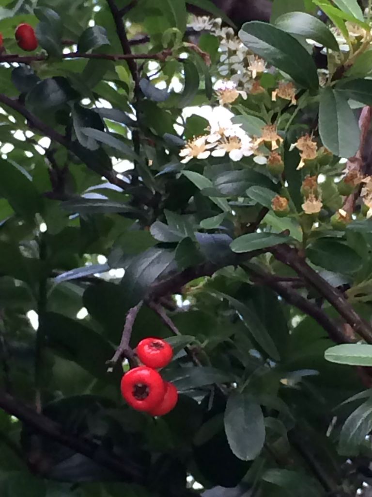 ピラカンサ 棘がある木に白い花 詩と写真 旧題名 外国語散策