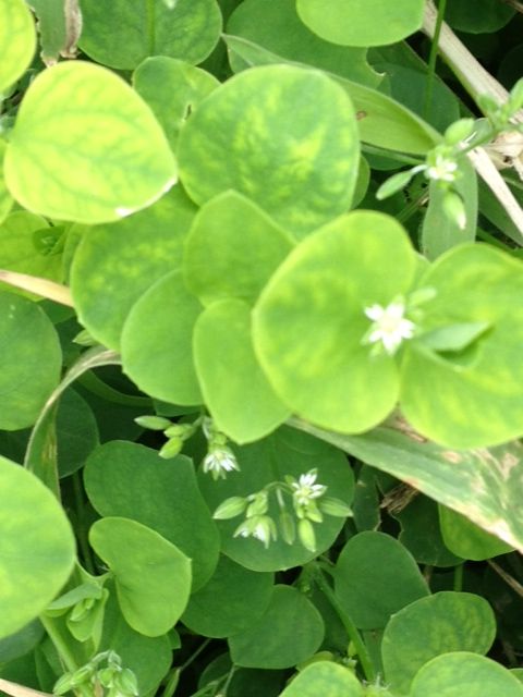 葉の真ん中の白い花 道端の花 詩と写真 旧題名 外国語散策 葉の真ん中の白い花 道端の花 詩と写真 旧題名 外国語散策