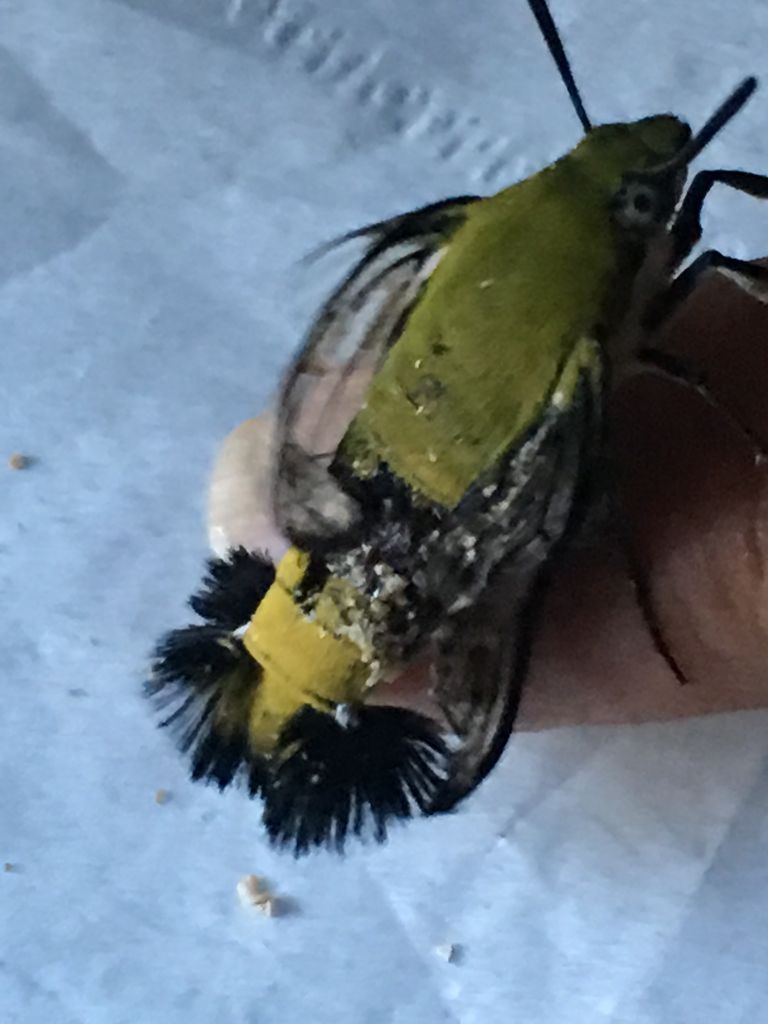 オオスカシバの一つの秘密 サンタンカの葉も食草 詩と写真 旧題名 外国語散策