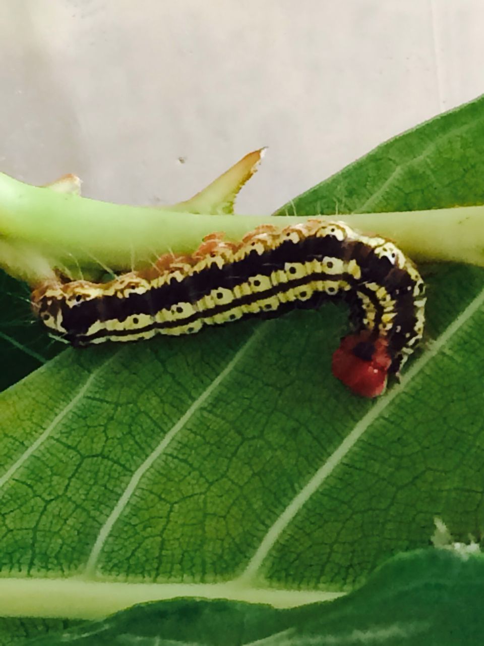 虫籠の中で羽化した小さな蛾と普通の大きさの蛾 詩と写真 旧題名 外国語散策