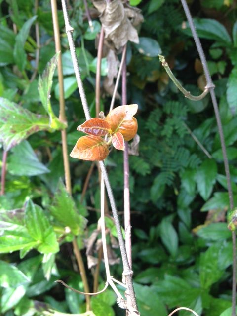 オキナワテイカカズラ 種 実 花 詩と写真 旧題名 外国語散策 オキナワテイカカズラ 種 実 花 詩と写真 旧題名 外国語散策