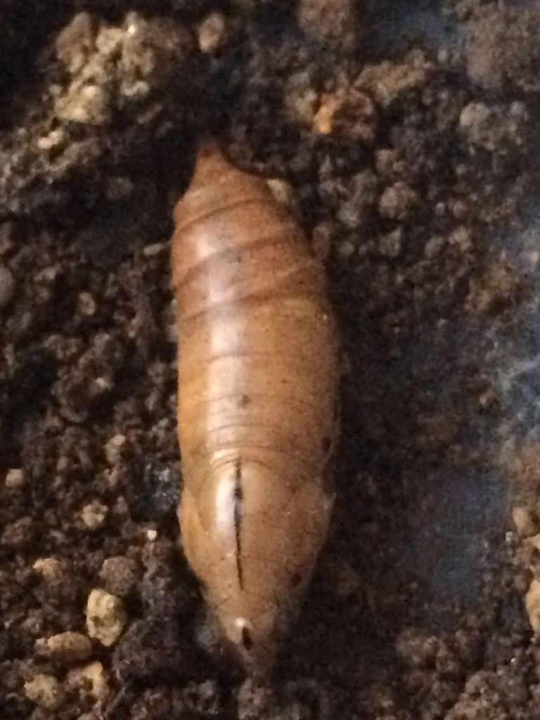 トー ダー ガー 西どっち 東 唐の語源 詩と写真 旧題名 外国語散策