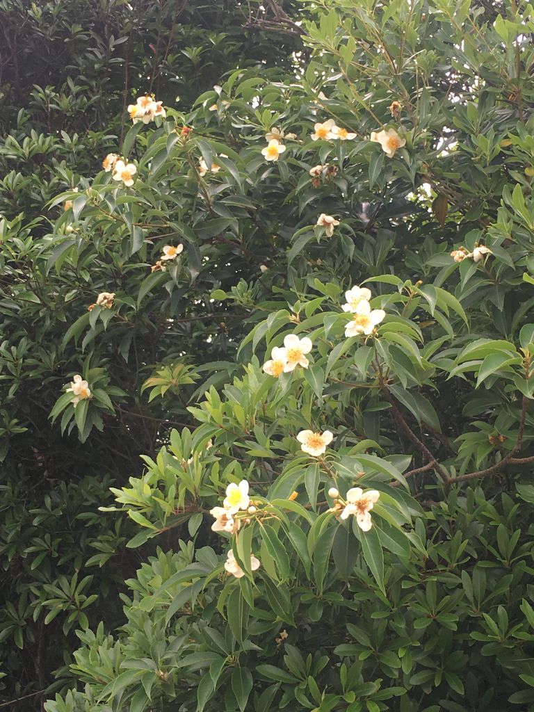 イジュの木の語源 川魚などを獲る毒のある木 厄年 詩と写真 旧題名 外国語散策 イジュの木の語源 川魚などを獲る毒のある木 厄年 詩と写真 旧題名 外国語散策