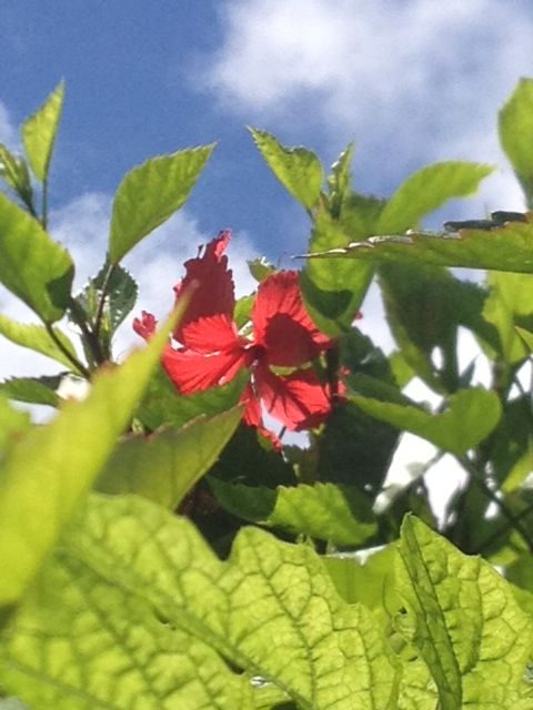 アカバナーと言う名のハイビスカス 赤い花と赤い葉 詩と写真 旧題名 外国語散策