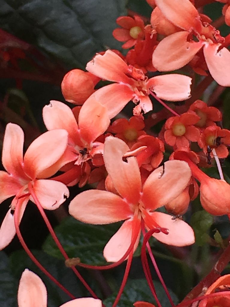 シマヒギリの花 詩と写真 旧題名 外国語散策 シマヒギリの花 詩と写真 旧題名 外国語散策
