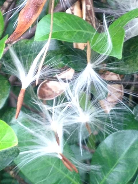 オキナワテイカカズラ 種 実 花 詩と写真 旧題名 外国語散策 オキナワテイカカズラ 種 実 花 詩と写真 旧題名 外国語散策