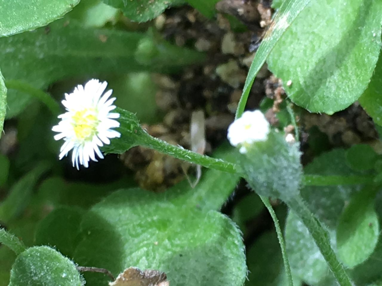 道端の花 詩と写真 旧題名 外国語散策 道端の花 詩と写真 旧題名 外国語散策