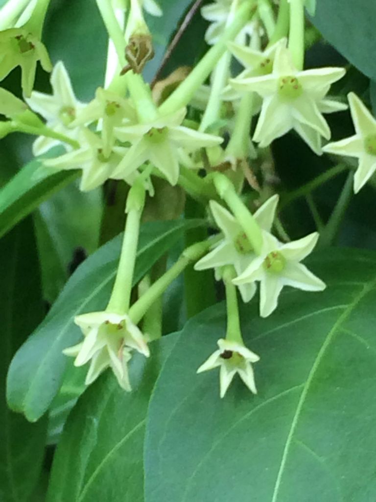 下向きに咲くピンクの花と白い花 詩と写真 旧題名 外国語散策