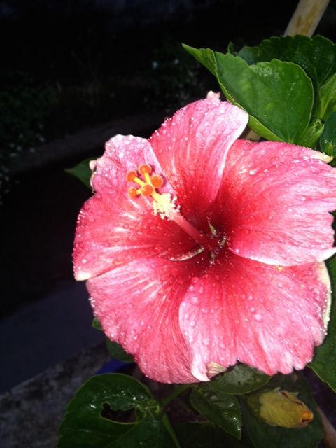 ハイビスカス 奇妙な組み合せと珍しい名前 詩と写真 旧題名 外国語散策