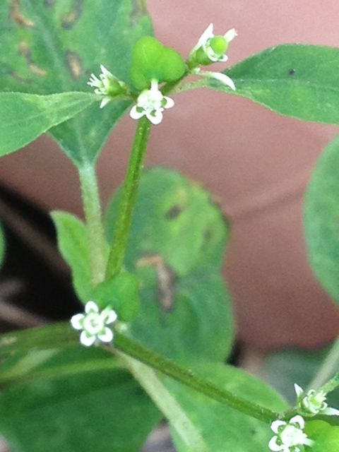 道端の花 名前を知りません 詩と写真 旧題名 外国語散策