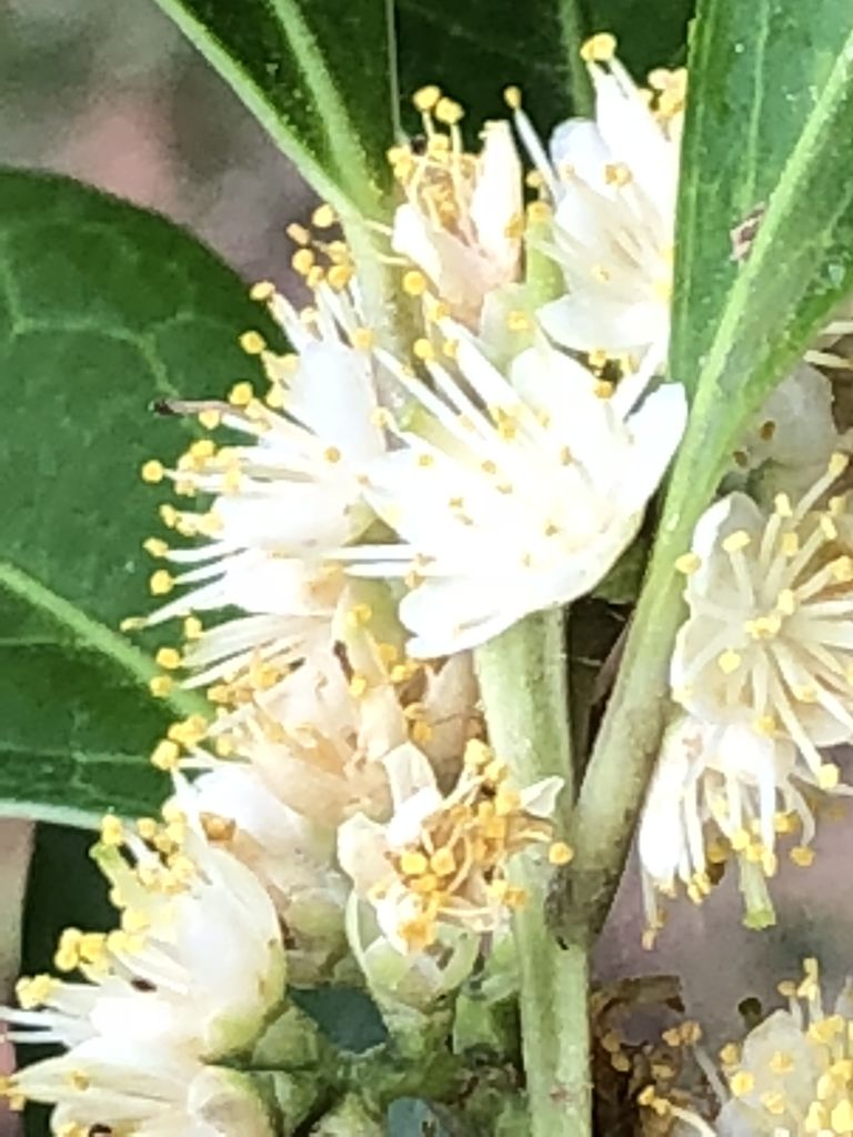 クロバイ の花 詩と写真 旧題名 外国語散策 クロバイ の花 詩と写真 旧題名 外国語散策