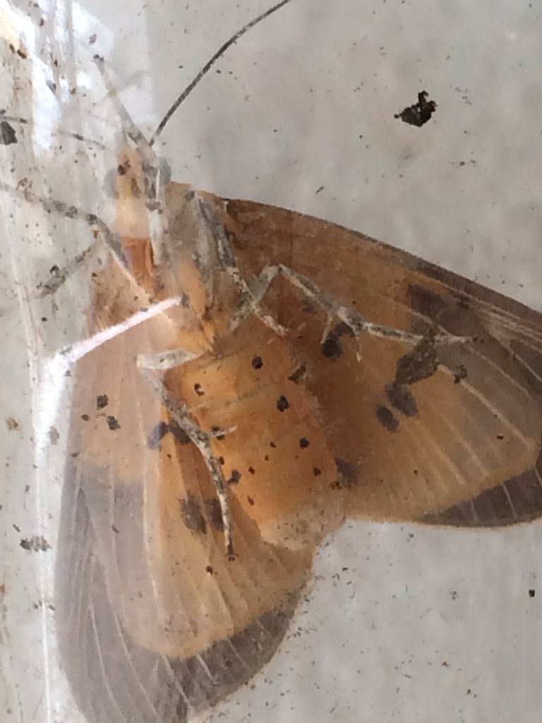 虫籠の中で羽化した小さな蛾と普通の大きさの蛾 詩と写真 旧題名 外国語散策