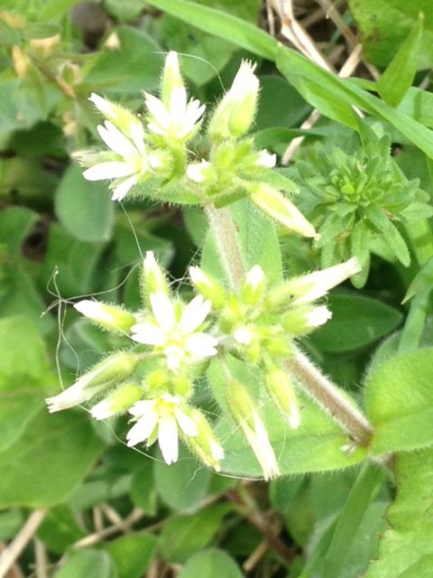 今頃だけ咲く 道端の白い雑草 詩と写真 旧題名 外国語散策