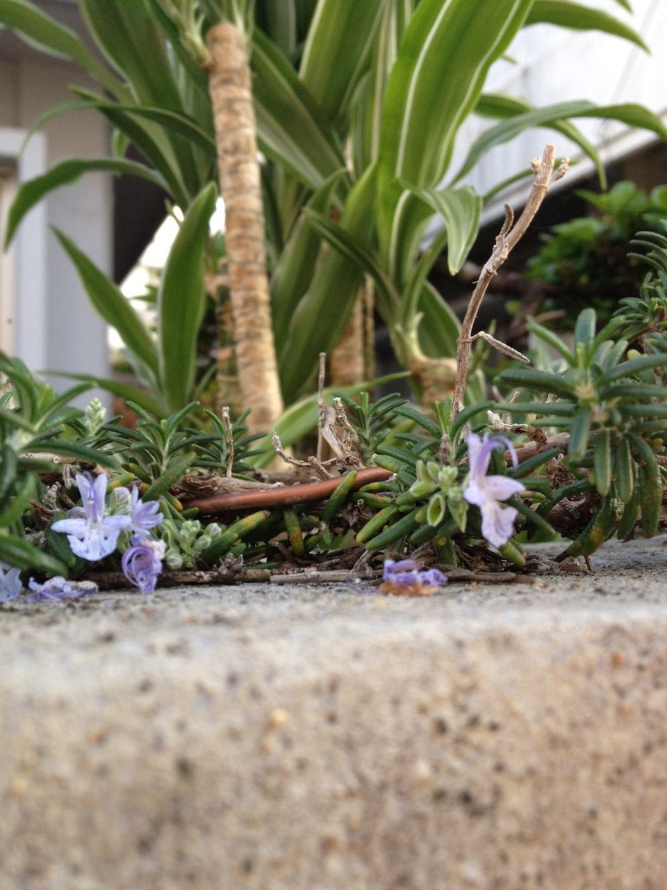 ヒメキランソウに似た花 冬に咲く花は力強さを秘めきれない 詩と写真 旧題名 外国語散策
